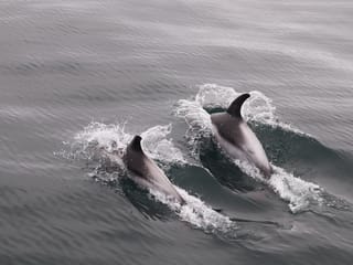 Whales & Sea Angling, photo 6