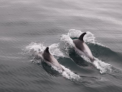 Whales & Sea Angling, photo 6