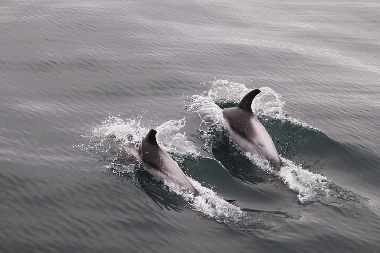 Whales & Sea Angling 6