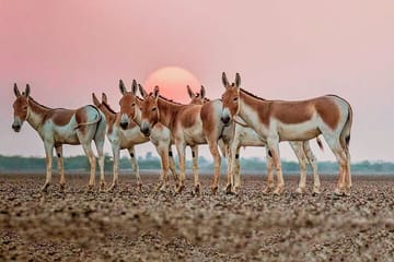 Archaeological & Natural Wonders – Extension Tour from Ahmedabad