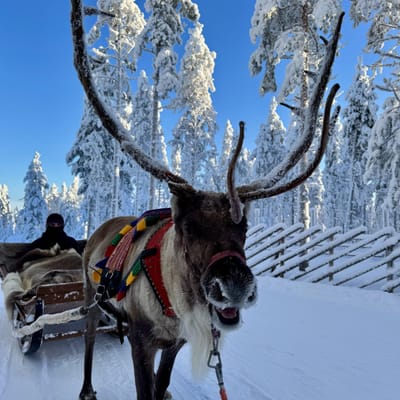 Snowy Forest Reindeer Ride in Rovaniemi - Image 3