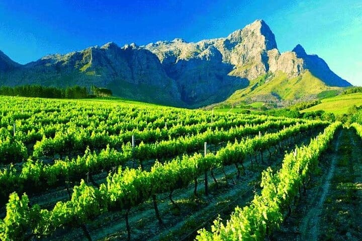 Cape Winelands Private Tour to Stellenbosch and Franschhoek