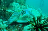 Galapagos Sea Tortoise