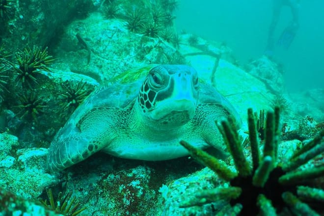 Galapagos Sea Tortoise