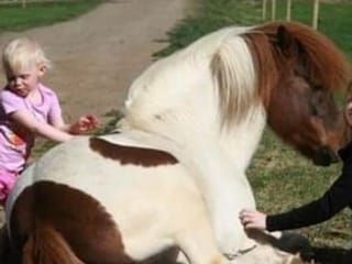 Horse Riding Tour and Explore Scenery in Gásir Akureyri, photo 10