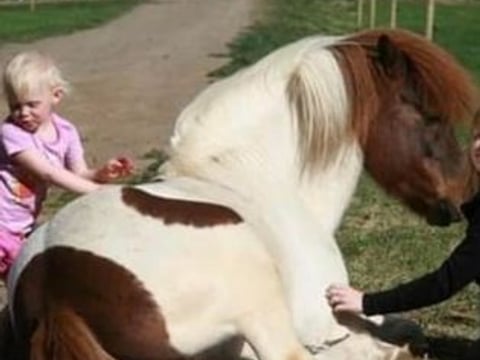 Horse Riding Tour and Explore Scenery in Gásir Akureyri, photo 10