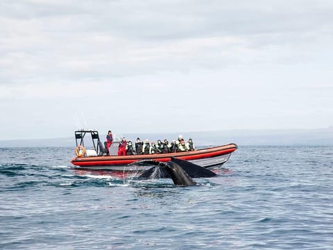 Big Whales & Puffins RIB boat tour, photo 3