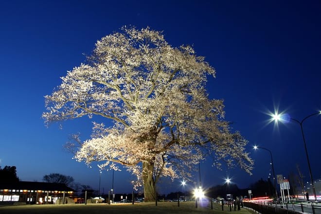 Off the Beaten Path Fukushima Nihonmatsu's Cherry Blossom Tour photo 4