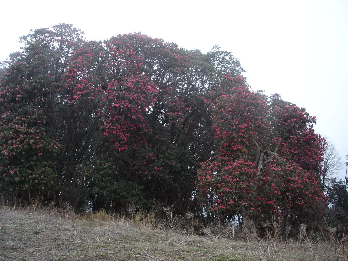 19 Days Mera Peak Climbing & Expedition – One Life-Changing Himalayan Adventure