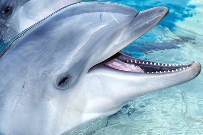Dolphin Photo Session with Transfer - Hurghada 7