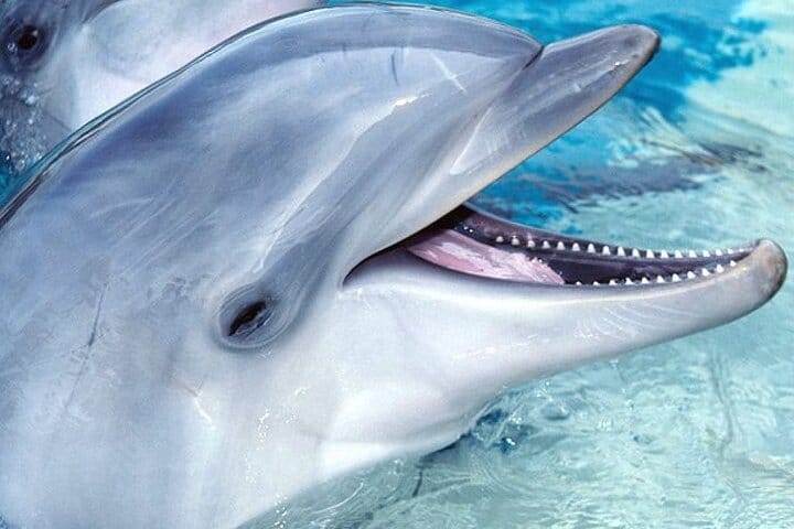 Dolphin Photo Session with Transfer - Hurghada 7