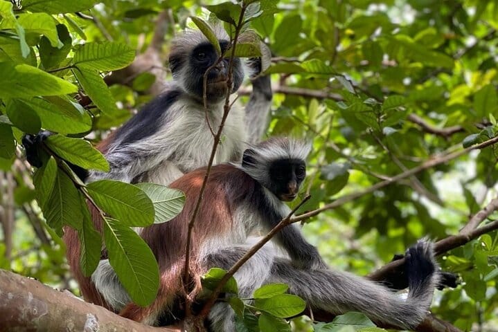 Zanzibar Jet Ski Adventure with Drone in Kendwa and Nungwi Beach