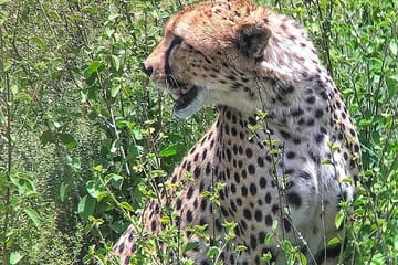 4-Day Budget Safari in Masai Mara and Lake Nakuru, Kenya