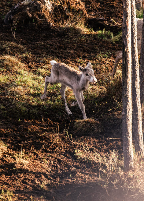 Visit a Reindeer Farm & Meet Baby Reindeer Up Close