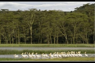 5 Day Amboseli Nakuru Mara Kenya with Lodging Safari Tour