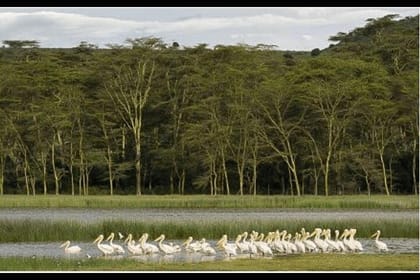5 Day Amboseli Nakuru Mara Kenya with Lodging Safari Tour