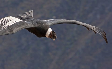 10-Day Classic Peru Tour with Italian-Speaking Guide