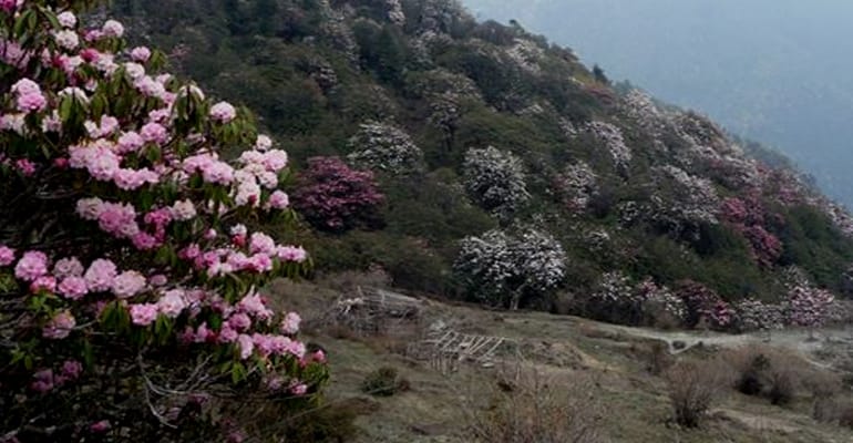 19 Days Mera Peak Climbing & Expedition – One Life-Changing Himalayan Adventure