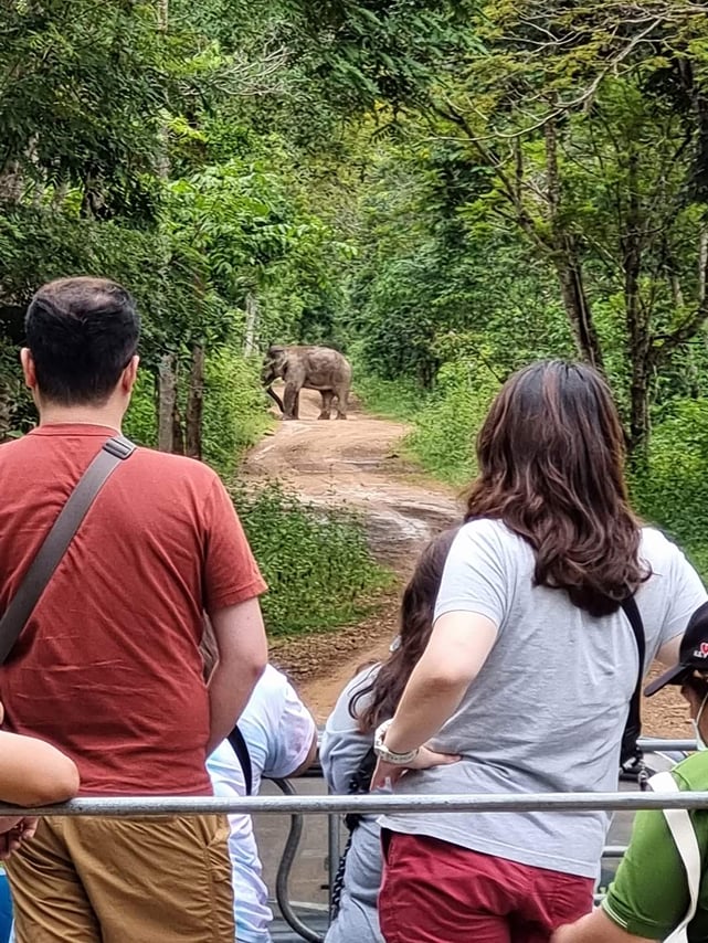 Watching wild elephants in Kuiburi National Park - a unique opportunity with a private guide 6