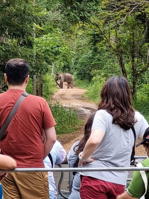 Watching wild elephants in Kuiburi National Park - a unique opportunity with a private guide photo 6