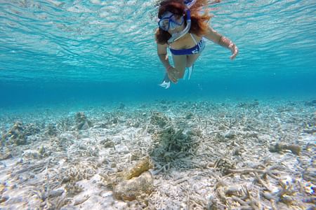 Guided Snorkeling Adventure in Maldives: Explore Vibrant Marine Life