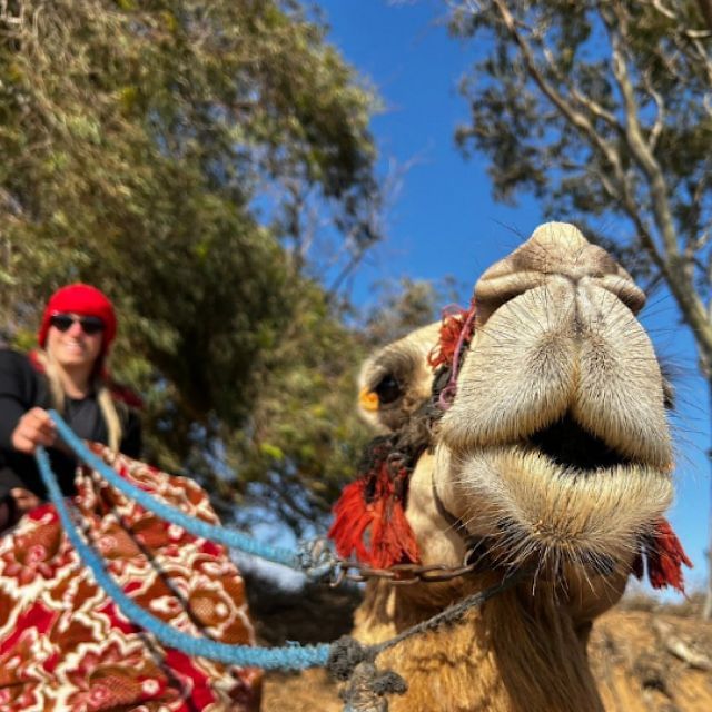 Agadir/Taghazout: Camel Ride along Flamingo River with Tea
