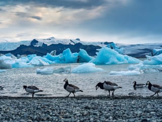 Private Jökulsárlón Glacier Lagoon & Diamond Beach Tour with Multilingual Guide (PL / EN / ES / ZH), photo 7