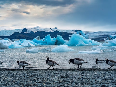 Private Jökulsárlón Glacier Lagoon & Diamond Beach Tour with Multilingual Guide (PL / EN / ES / ZH), photo 7