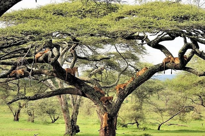 Lake Manyara tree climbing lions