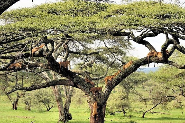 Lake Manyara tree climbing lions