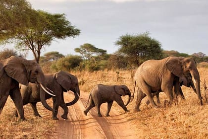 6 Days Wildlife and Cultural Experience Safari in Tanzania