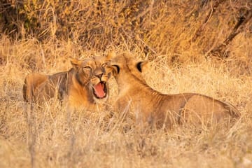 2 days Amboseli national park safari