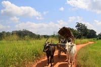 Pidurangala & Hiriwaduna Village Tour from Kandy 5