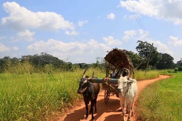Pidurangala & Hiriwaduna Village Tour from Kandy 5