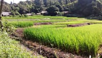 Elephant Sanctuary+Bamboo Rafting+Long Neck Village 7