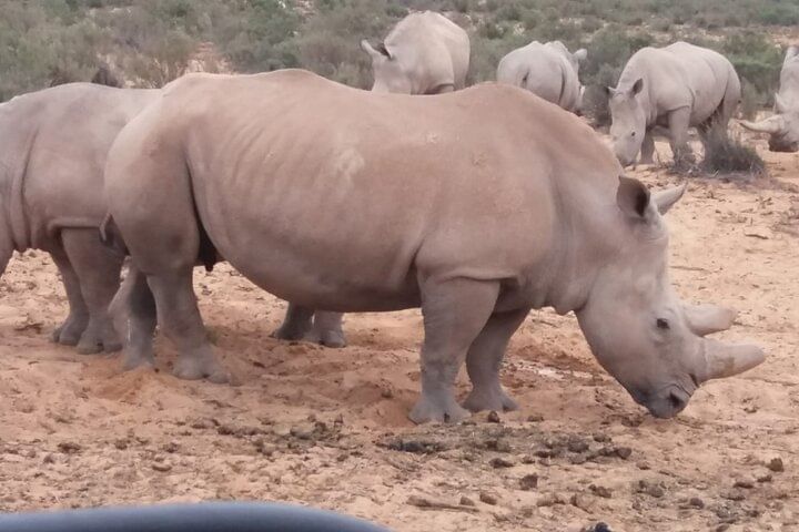 Aquila big five safari with transport, lunch Exclusive park fee.