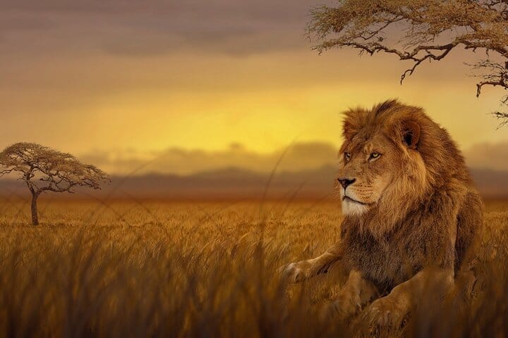 6-Day Uganda Guided Safari from Entebbe Airport