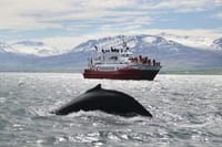 Whale Watching from Reykjavík & Akureyri 2