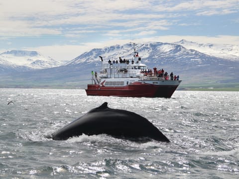 Whale Watching from Reykjavík & Akureyri, photo 3