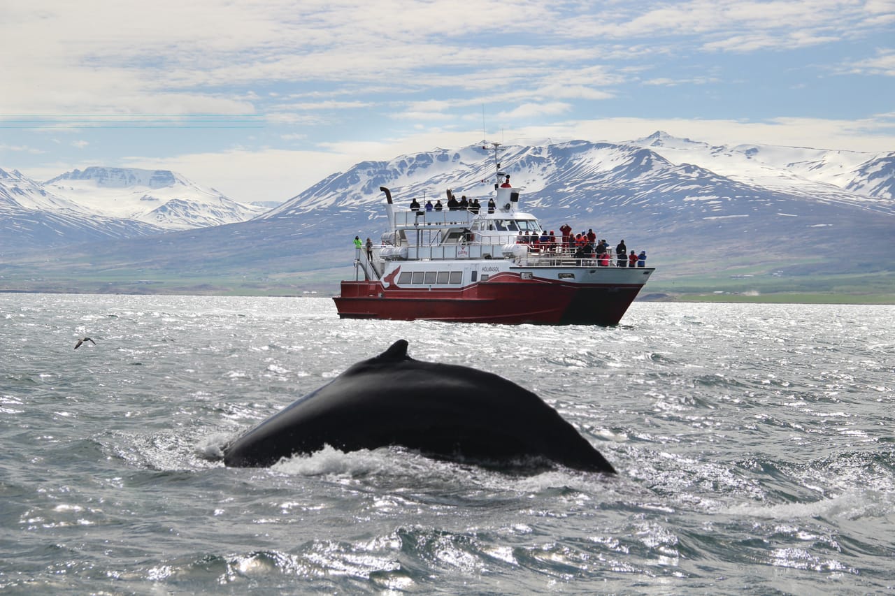Whale Watching from Reykjavík & Akureyri 2