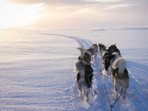 Dog Sledding Near Reykjavik , photo 2