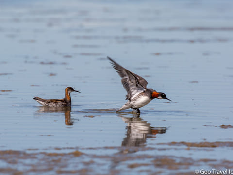 Lake Mývatn Nature reserve Private Birdwatching tour, photo 2