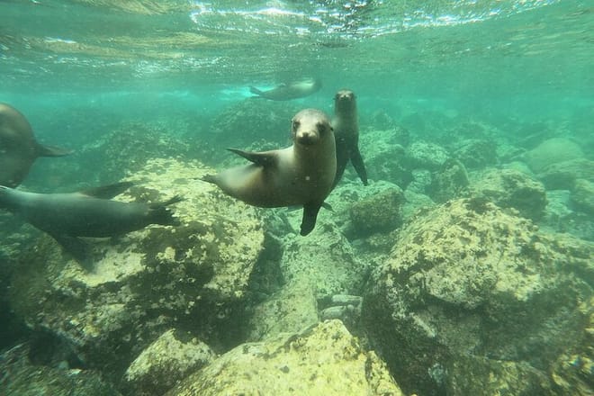 Galapagos Fauna