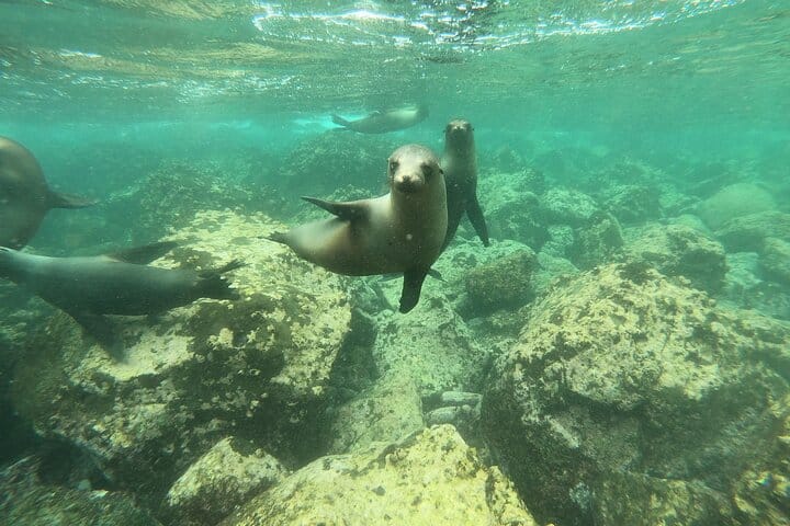 Galapagos Fauna