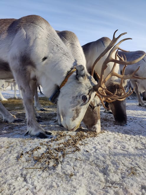 Private Reindeer Herder Day Experience, Rovaniemi, Lapland, Finland