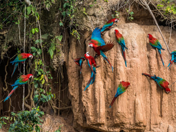 Pacaya Samiria Wildlife Safari Tour in Iquitos, Peru - 4 Days