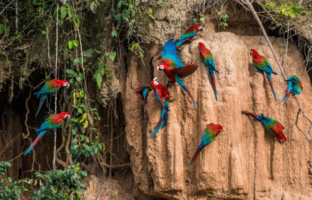 Pacaya Samiria Wildlife Safari Tour in Iquitos, Peru - 4 Days