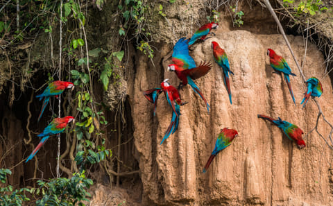 Pacaya Samiria Wildlife Safari Tour in Iquitos, Peru - 4 Days