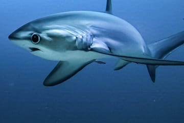 Tiger Shark Diving Experience in Fuvahmulah, Maldives