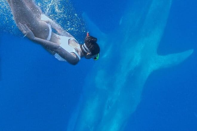 Snorkeling with Whales in Mirissa 6